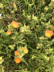 Sphaeralcea pedatifida
