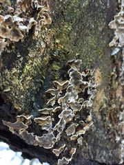 Stereum sanguinolentum