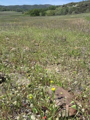 Rigiopappus leptocladus