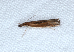 Anaclastis apicistrigellus