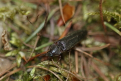 Melanotus castanipes
