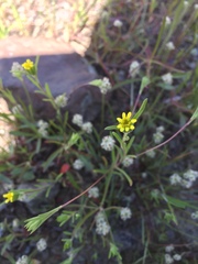 Rigiopappus leptocladus