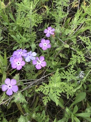 Phlox glabriflora
