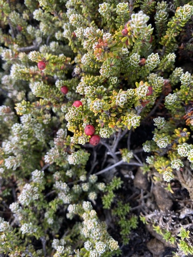 Empetrum rubrum, photograph 5