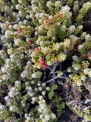 Empetrum rubrum, photograph Ingvild Riska, CC BY, iNaturalist via GBIF
