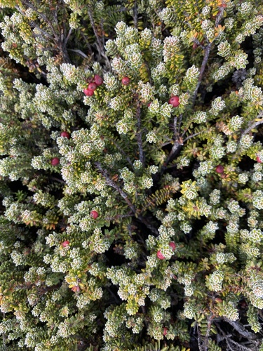 Empetrum rubrum, photograph 6