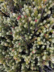 Empetrum rubrum, photograph Ingvild Riska, CC BY, iNaturalist via GBIF