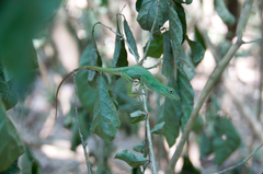 Anolis punctatus
