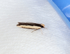 Ardozyga catarrhacta