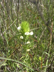 Castilleja rubicundula rubicundula