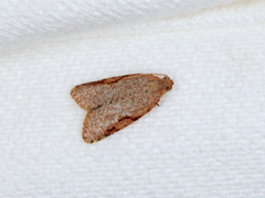 Meritastis piperata