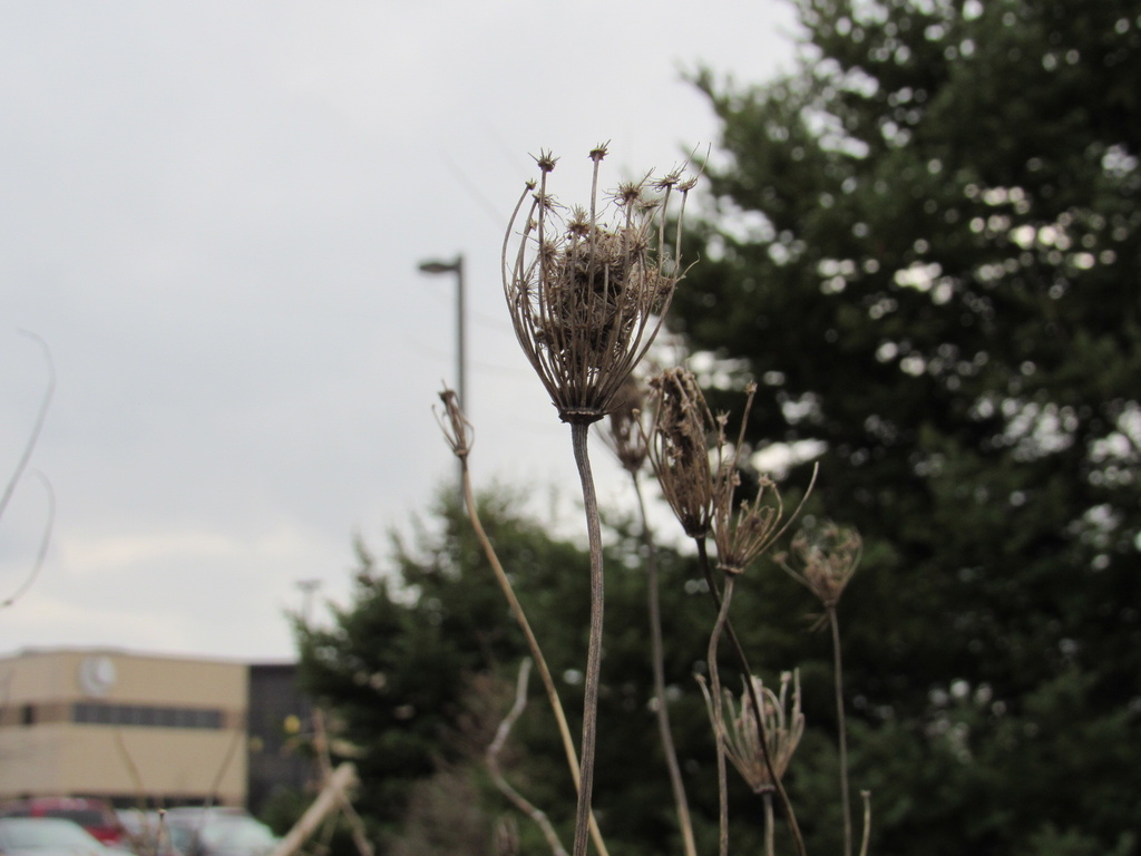 Wild carrot from apollo dr champaign il us on march 7 2024 at 04 05