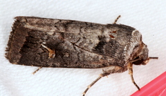 Proteuxoa restituta