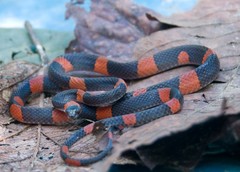 Oxyrhopus petolarius