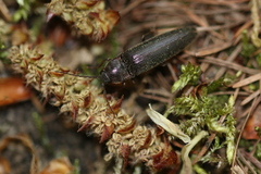 Melanotus castanipes