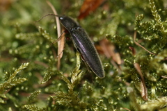Melanotus castanipes