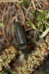 Melanotus castanipes