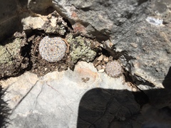 Mammillaria chionocephala