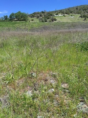 Castilleja rubicundula rubicundula