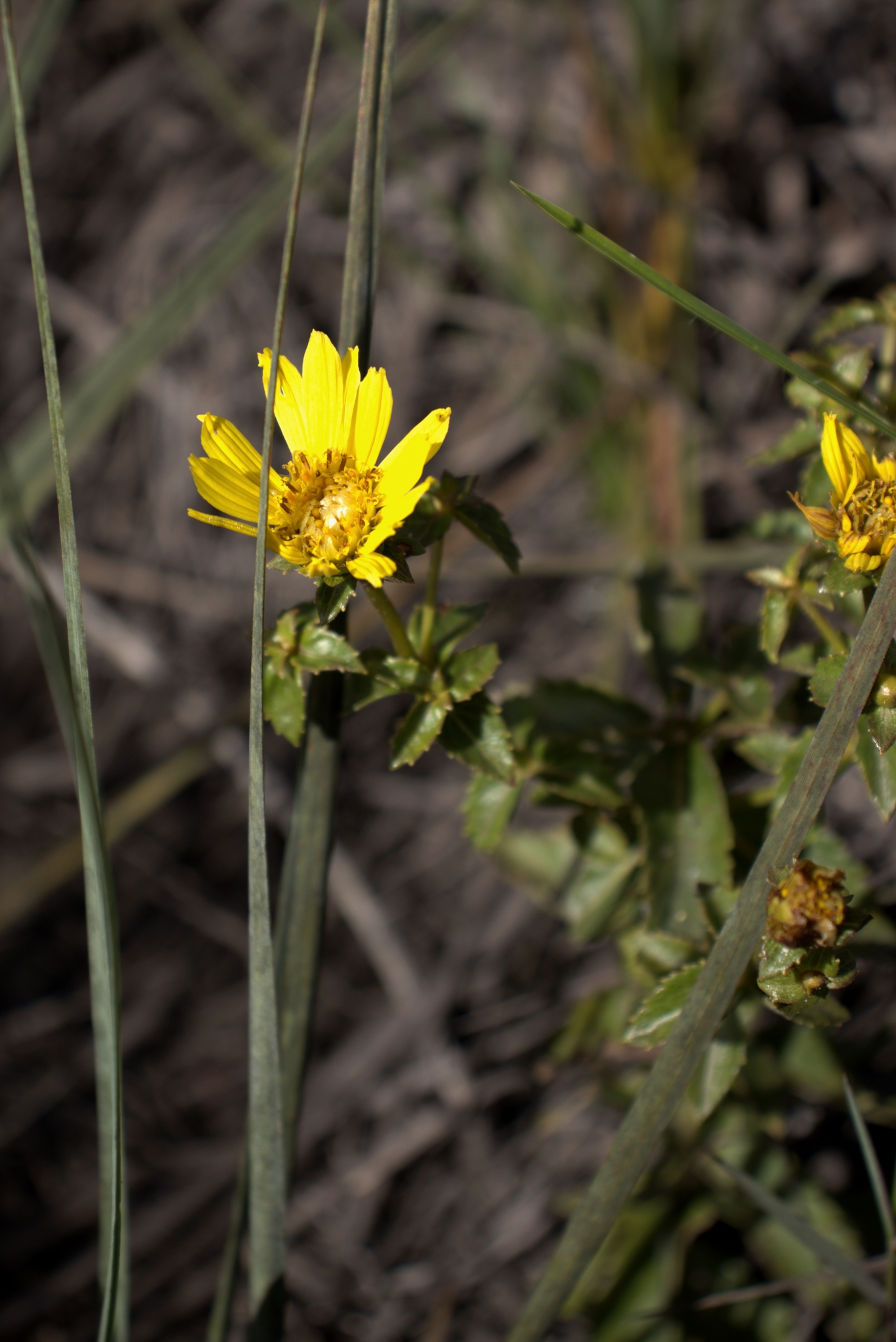 Calea quadrifolia