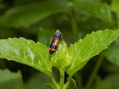 Ptosima laeta