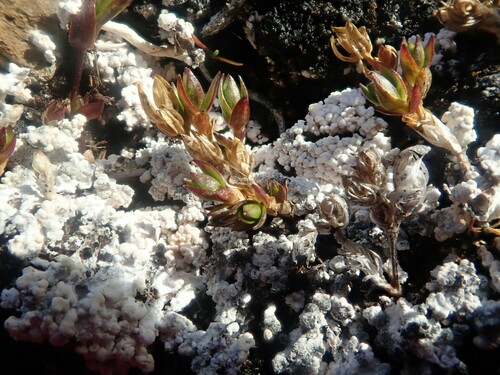 Sphaerellothecium araneosum