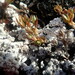 Sphaerellothecium araneosum - Photo (c) Janet C Jorgenson, μερικά δικαιώματα διατηρούνται (CC BY-NC), uploaded by Janet C Jorgenson