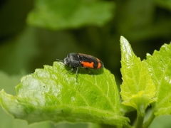 Ptosima laeta