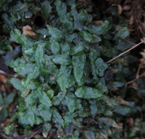 Podomitrium