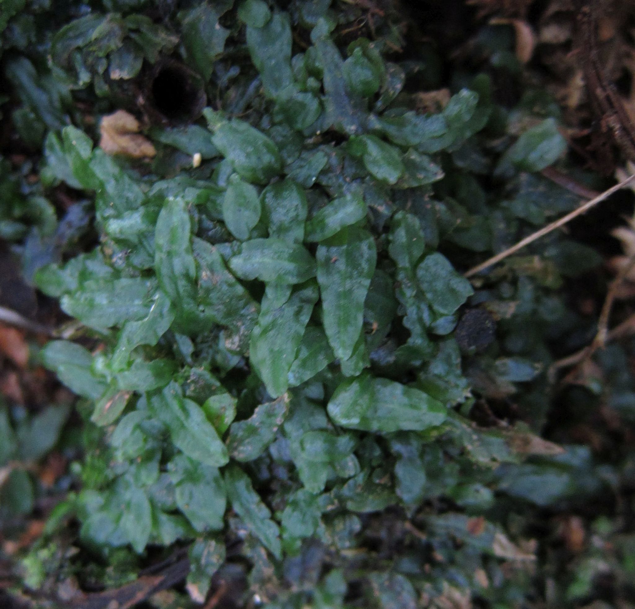 Podomitrium