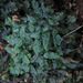 Podomitrium phyllanthus - Photo (c) John Steel, algunos derechos reservados (CC BY), subido por John Steel