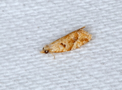 Euphona euphona