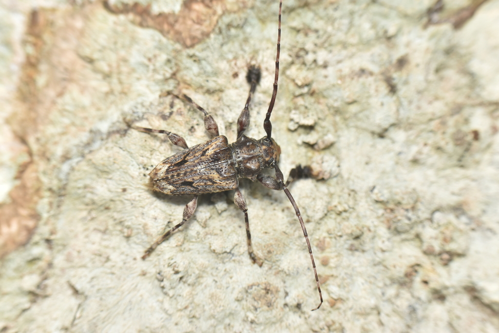 Aegomorphus mourei