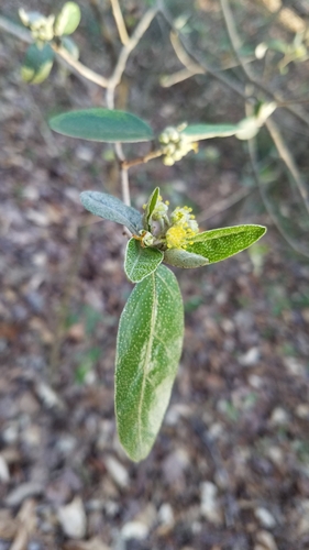 Image of Croton alabamensis by (c) Leigha S, some rights reserved (CC BY)
