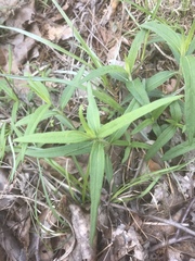 Helianthus schweinitzii