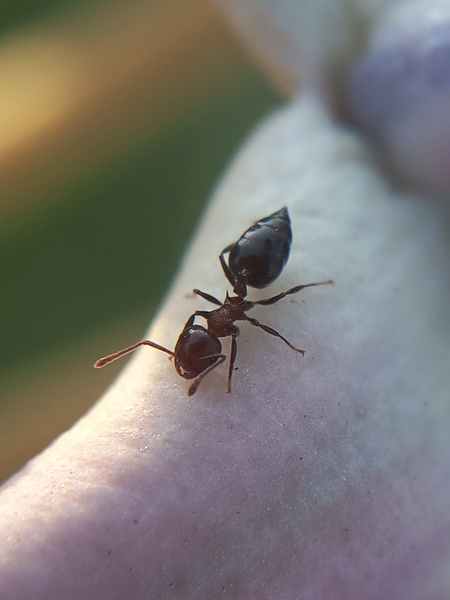 Crematogaster brunnea
