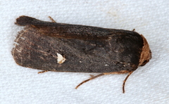 Proteuxoa cinereicollis