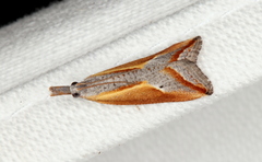 Arotrophora arcuatalis