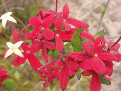 Paracarphalea pervilleana