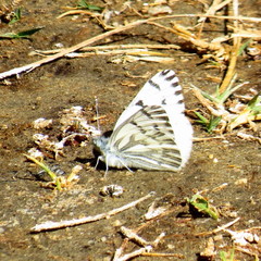 Pontia sisymbrii