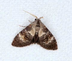 Acatapaustus leucospila