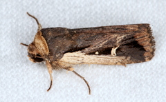 Proteuxoa tortisigna