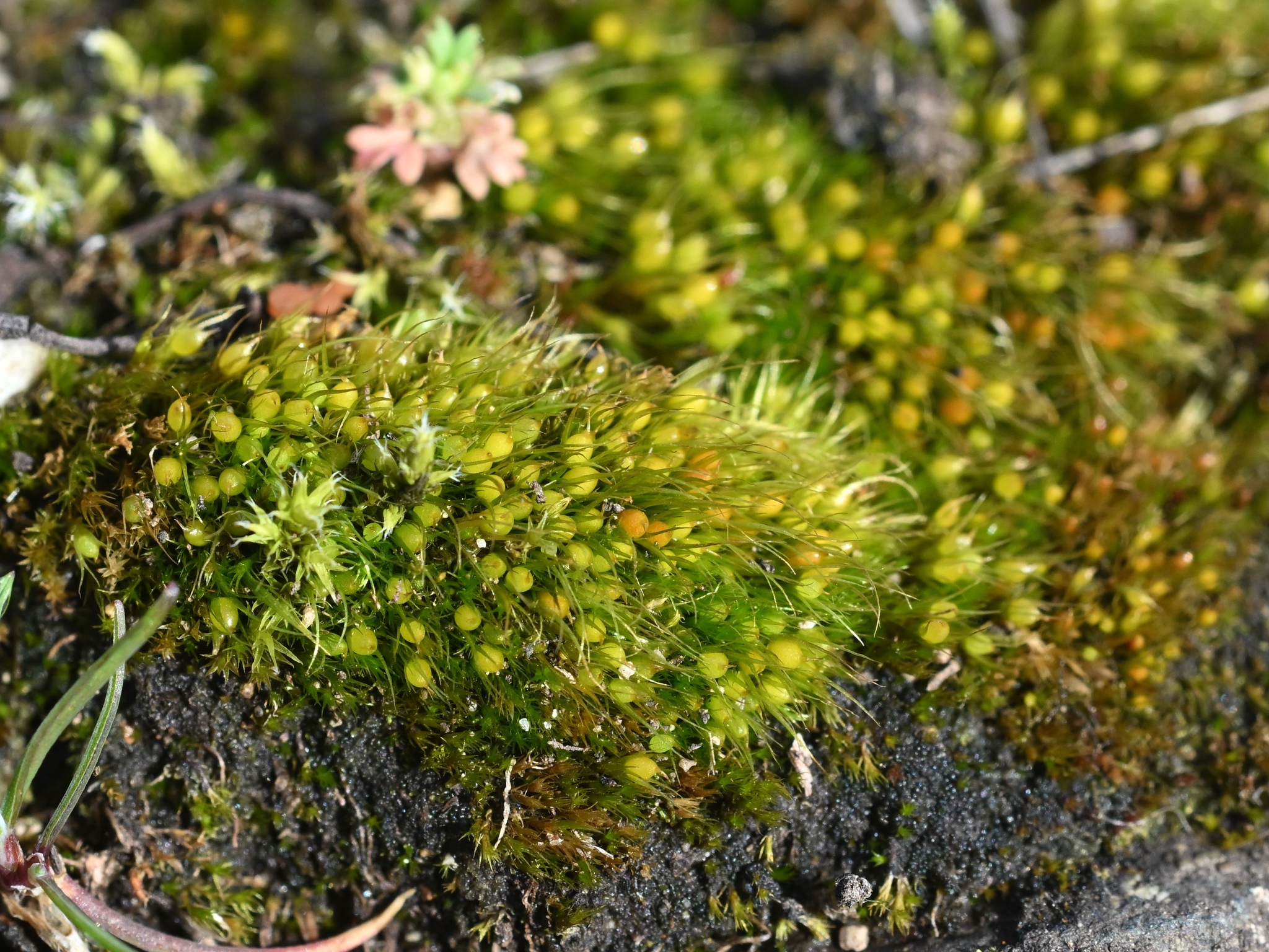 Pleuridium acuminatum