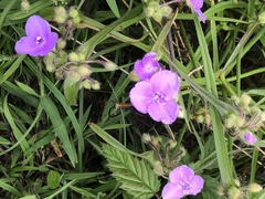 Tradescantia bracteata