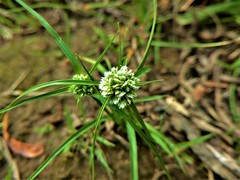 Cyperus seslerioides