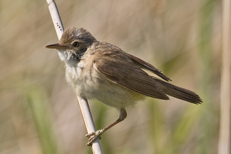 African Reed Warbler