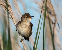 African Reed Warbler photo 2