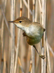 African Reed Warbler photo 3