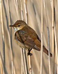 African Reed Warbler photo 4