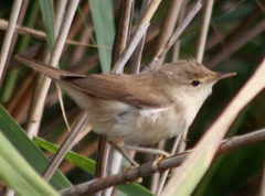 African Reed Warbler photo 5